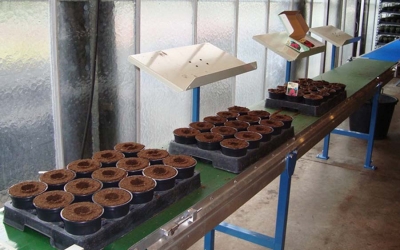 Transplanting conveyor